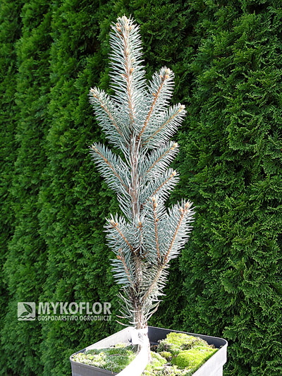 Picea pungens Iseli Fastigiate – materiał oferowany do sprzedaży