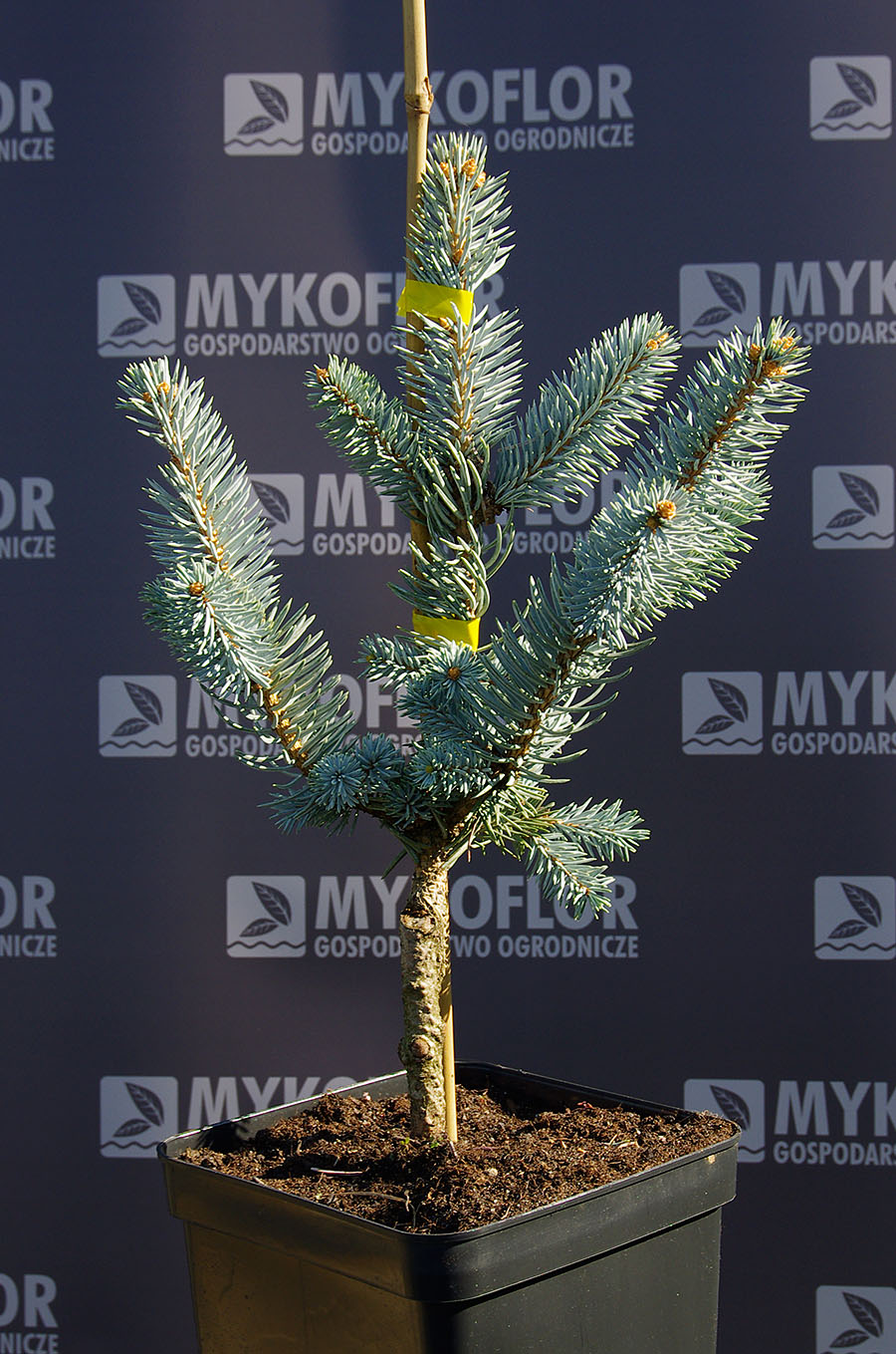 Picea pungens ‘Koster’ – przykładowa roślina oferowana do sprzedaży
