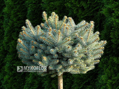 Picea pungens Kutchebo – roślina zaszczepiona na niewysokim pieńku