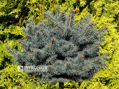 Picea pungens Kutchebo