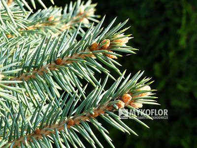 Picea pungens Kutchebo - Zbliżenie igieł