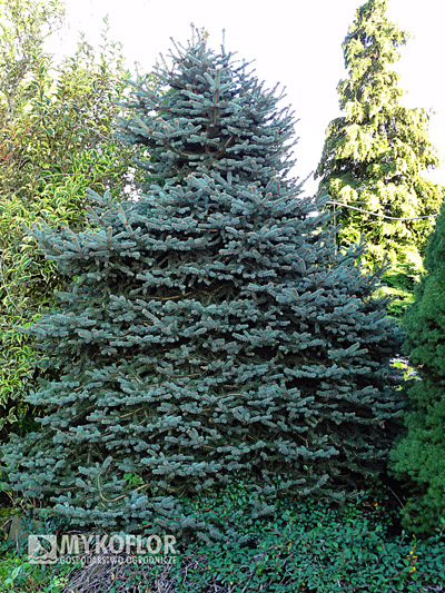  Picea pungens Mykoflor – roślina 25 letnia