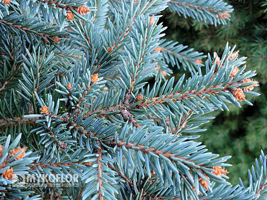  Picea pungens Mykoflor – zbliżenie igieł