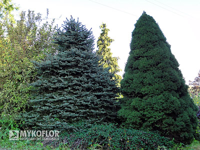  Picea pungens Mykoflor – roślina 25 letnia