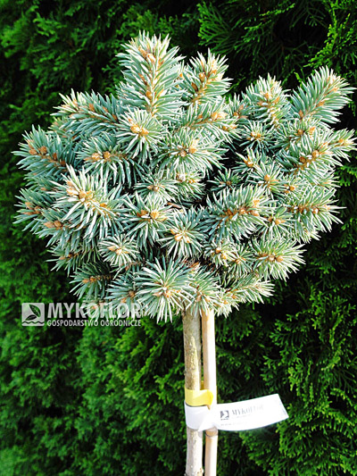  Picea pungens Pali - materiał oferowany do sprzedaży