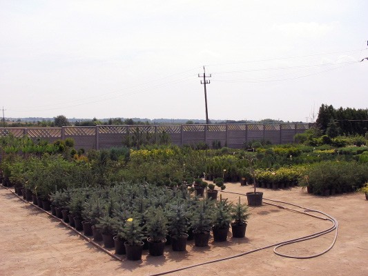 Picea pungens na punkcie sprzedaży