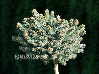 Picea rubens Grandfather Mountain (jesień)