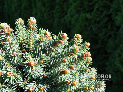 Picea rubens Grandfather Mountain. Zbliżenie igieł (jesień)