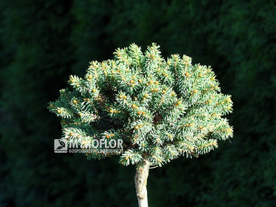 Picea rubens Hexe – roślina zaszczepiona na niewysokim pieńku (jesień)