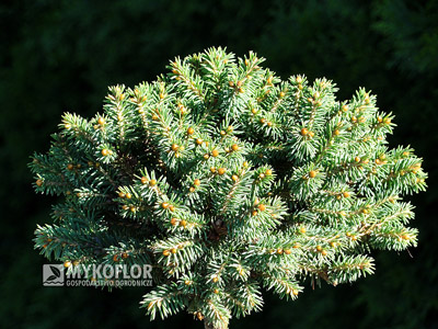 Picea rubens Hexe. Zbliżenie (jesień)