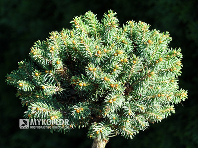Picea rubens Hexe (jesień)