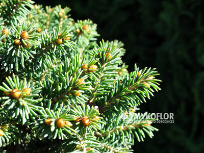 Picea rubens Hexe. Zbliżenie igieł (jesień)