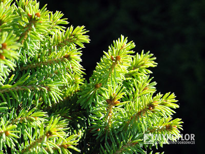 Picea rubens Hexe. Zbliżenie igieł (lato)