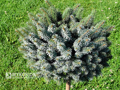 Picea sitchensis Silberzwerg - roślina 5 letnia, zdjęcie zrobiono we wrześniu