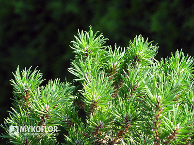 Pinus banksiana Manomet - zbliżenie igieł