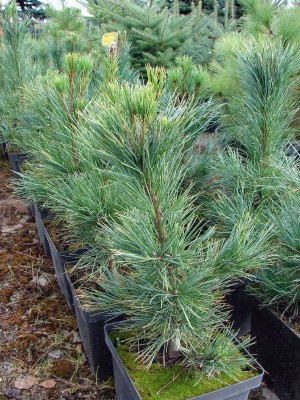 Pinus cembra. Materiał w doniczkach 3 litrowych