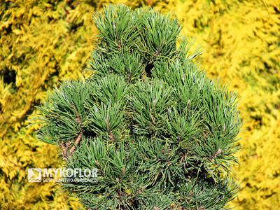 Pinus contorta Krňák