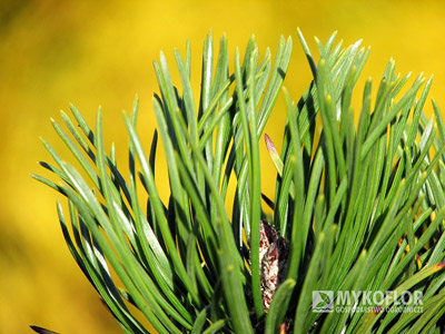 Pinus contorta Krňák - zbliżenie igieł