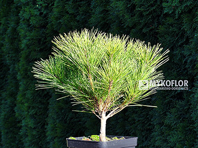 Pinus densiflora Alice Verkade. Materiał oferowany do sprzedaży