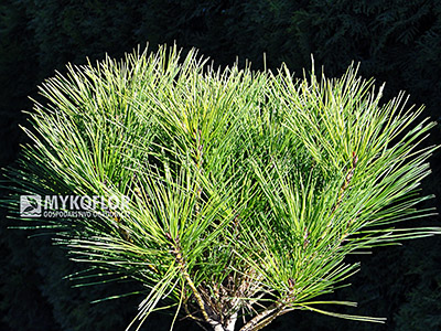 Pinus densiflora Alice Verkade - zbliżenie