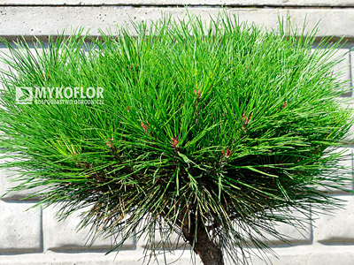 Pinus densiflora Alice Verkade – roślina 6 letnia