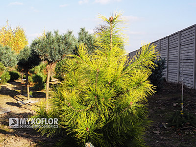 Pinus densiflora Aurea