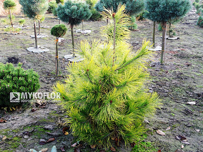 Pinus densiflora Aurea