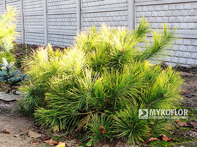 Pinus densiflora Aurea. Roślina skarlana (poprzez uszczykiwanie wierzchołków) i prowadzona w formie kuli