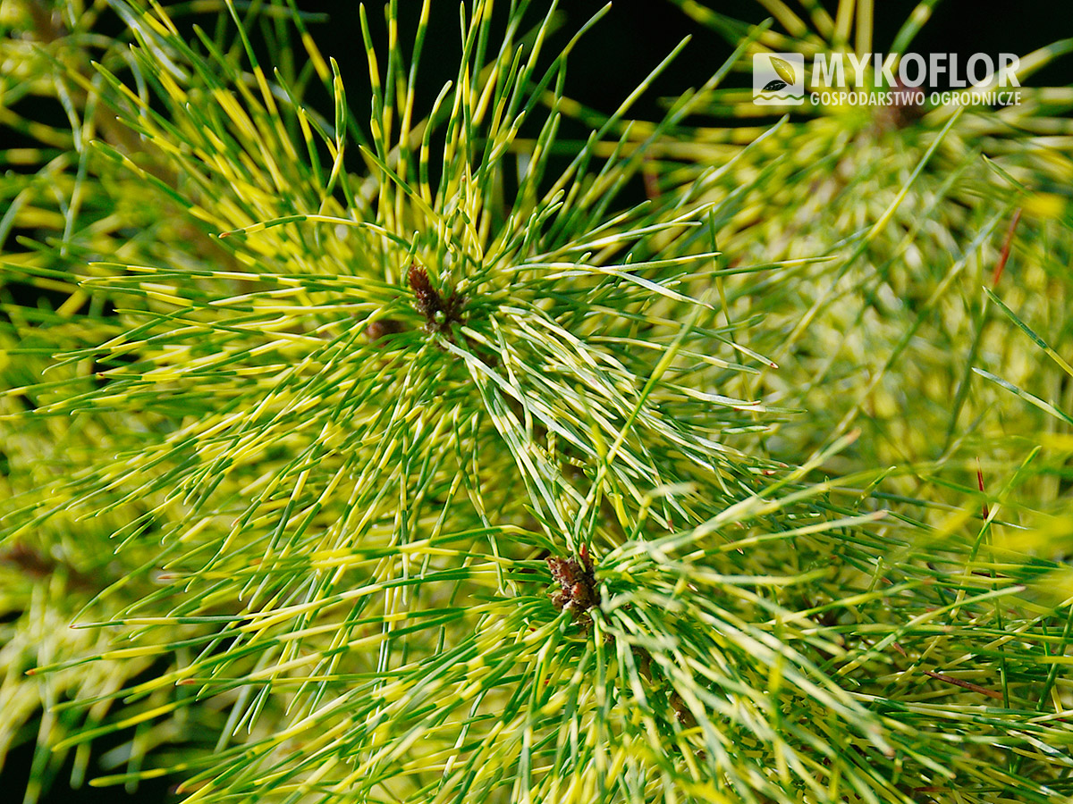 Pinus densiflora Golden Ghost – Zbliżenie igieł