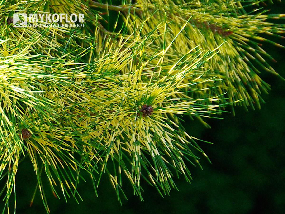 Pinus densiflora Golden Ghost – Zbliżenie igieł