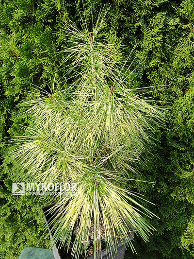 Pinus densiflora Golden Ghost – przykładowy materiał oferowany do sprzedaży