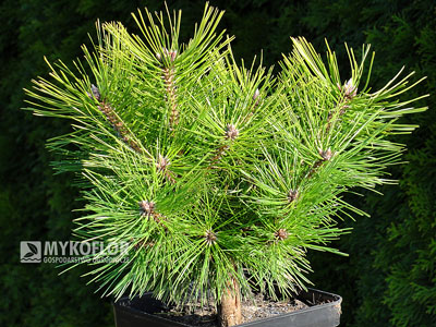 Pinus densiflora Jane Kluis – materiał oferowany do sprzedaży
