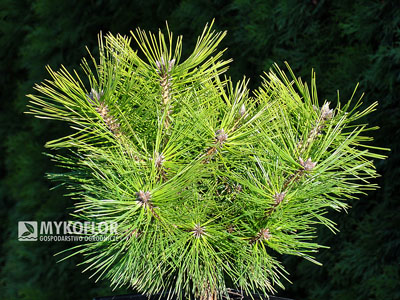 Pinus densiflora Jane Kluis - zbliżenie