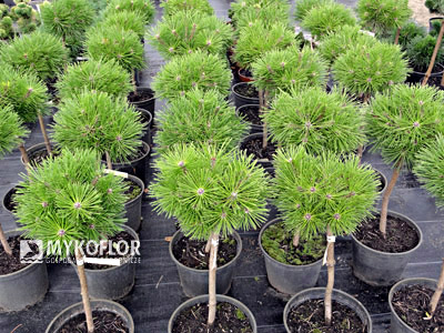 Pinus densiflora Jane Kluis na punkcie sprzedaży
