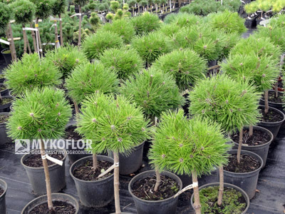 Pinus densiflora Jane Kluis – materiał oferowany do sprzedaży