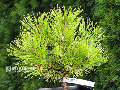 Pinus densiflora Low Glow – materiał oferowany do sprzedaży