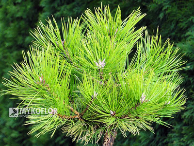 Pinus densiflora Low Glow - zbliżenie