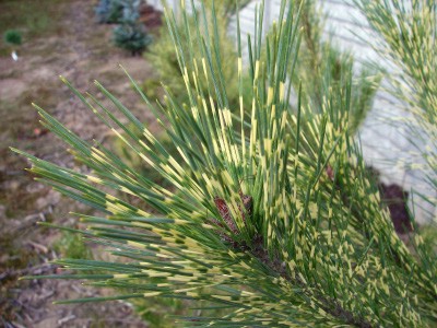 Pinus densiflora Oculus Draconis. Oczy smoka w zbliżeniu