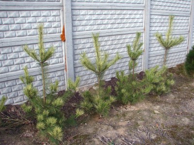 Pinus densiflora Oculus Draconis jako żywopłot zasłaniający betonowy płot