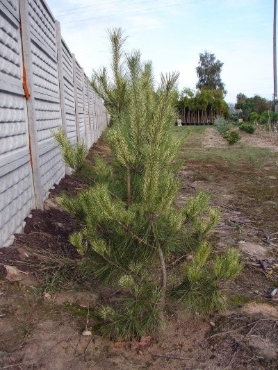 Pinus densiflora Oculus Draconis przy płocie