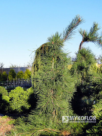 Pinus densiflora Pendula – roślina 8 letnia