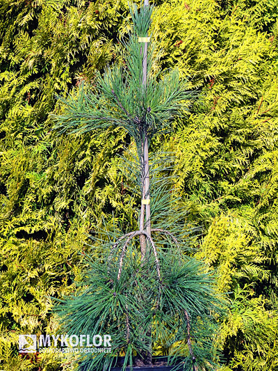 Pinus densiflora Pendula – materiał oferowany do sprzedaży