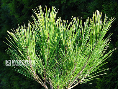 Pinus densiflora Umbraculifera. Materiał oferowany do sprzedaży