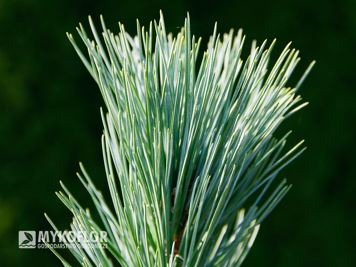 Pinus flexilis Firmament – zbliżenie igły