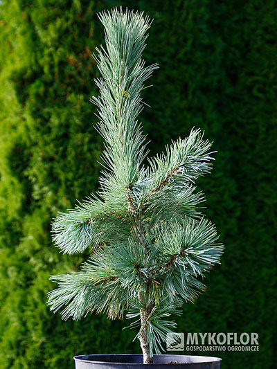 Pinus flexilis Firmament – przykładowa roślina oferowana do sprzedaży