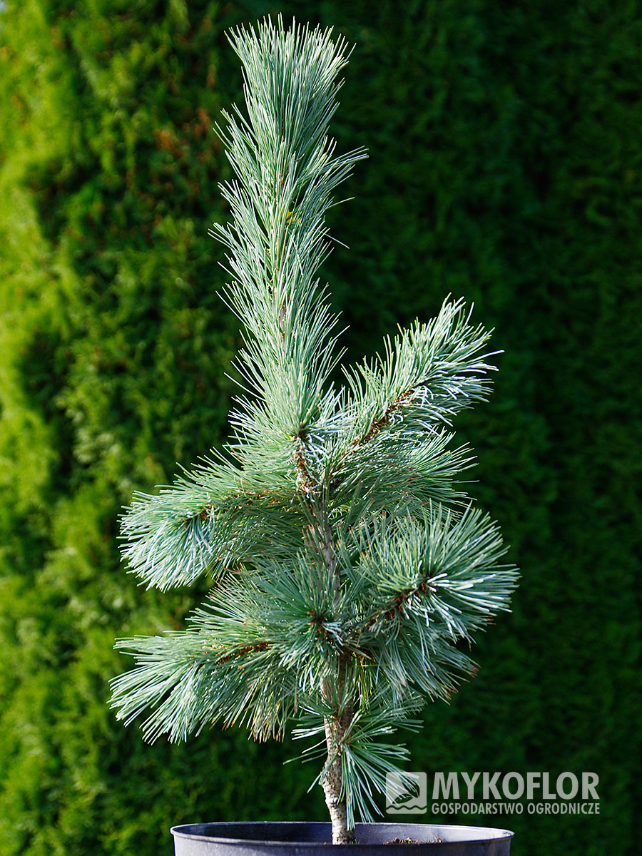 Pinus flexilis Firmament – przykładowa roślina oferowana do sprzedaży