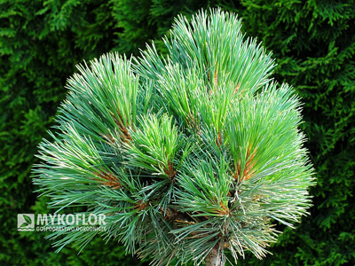 Pinus flexilis Navajo