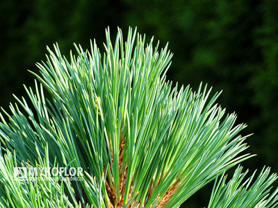 Pinus flexilis Navajo - zbliżenie igieł