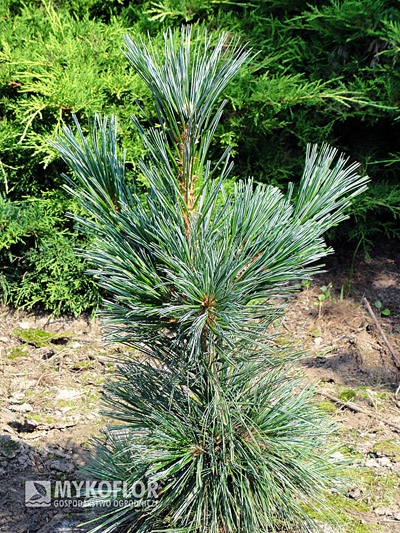  Pinus flexilis Vanderwolf's Pyramid