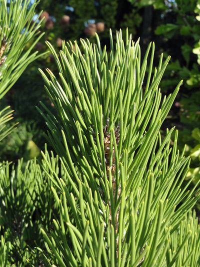 Pinus heldreichii Compact Gem – zbliżenie igły
